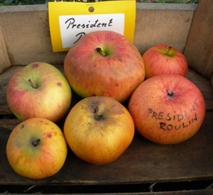 Malus domestica 'President Roulin'