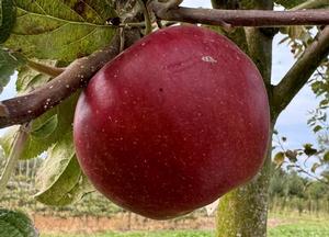 Malus domestica 'Radoux'