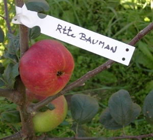 Malus domestica 'Reinette Baumann'