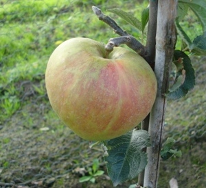 Malus domestica 'Reinette Descardre'