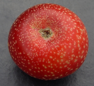 Malus domestica 'Reinette étoilée'