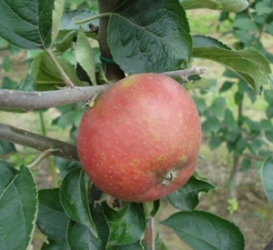 Malus domestica 'Reinette de France'