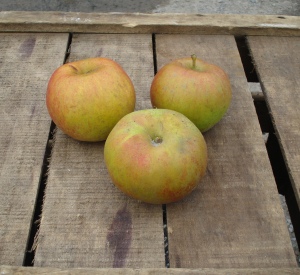 Malus domestica 'Reinette Grise'