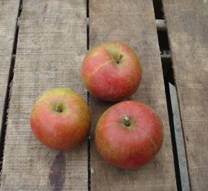 Malus domestica 'Rode Keuleman'