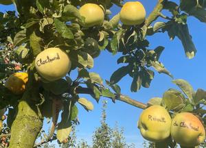 Malus domestica 'Reinette Clochard'