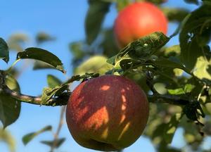 Malus domestica 'Reinette de Blenheim'