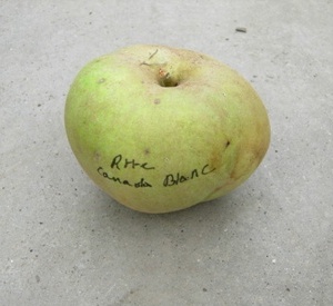 Malus domestica 'Reinette du Canada Blanche'