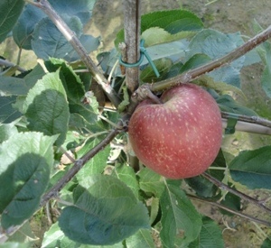 Malus domestica 'Rode Boskoop'