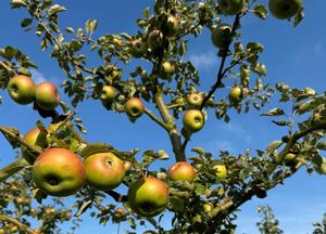 Malus domestica 'Reinette de Champagne'