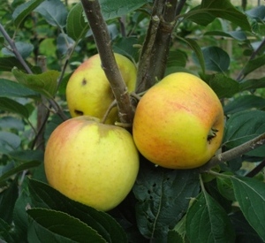 Malus domestica 'Reine des Reinettes'