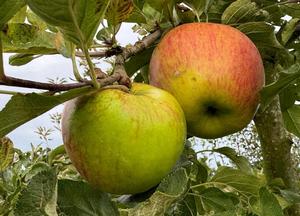 Malus domestica 'Reinette Sans Pareille'