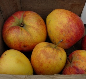 Malus domestica 'Retina'