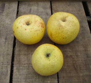 Malus domestica 'Reinette Evagil'