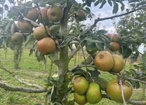 Malus domestica 'Reinette de Waleffe'