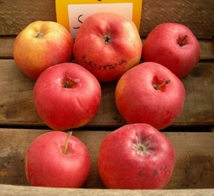 Malus domestica 'Santana'