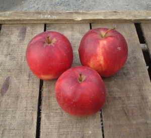 Malus domestica 'Summerred'