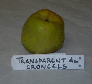 Malus domestica 'Transparente de Croncels'