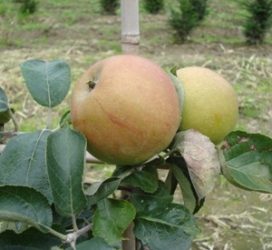 Malus domestica 'Trezeke Meyers'