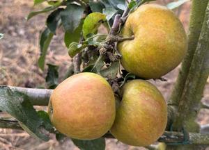 Malus domestica 'Veurnse Reinette'