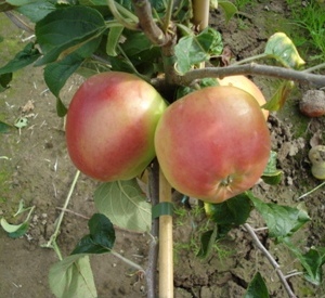 Malus domestica 'Winterbanana'