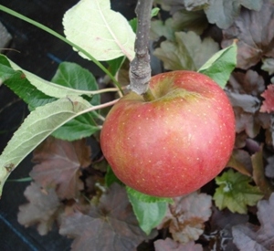 Malus domestica 'Winston'