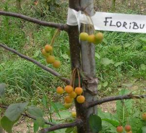 Malus floribunda