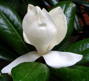 Magnolia grandiflora