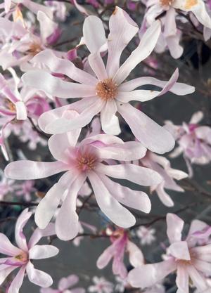 Magnolia loebneri 'Leonard Messel'