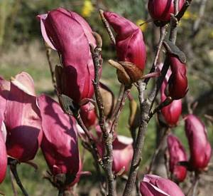 Magnolia liliiflora 'Nigra'