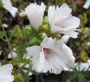 Malva moschata 'Alba'