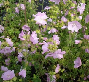 Malva moschata