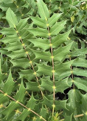 Mahonia media 'Winter Sun'