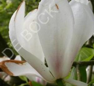 Magnolia soulangeana 'Brozzoni'