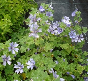 Malva sylvestris 'Primley Blue'