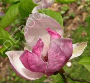 Magnolia soulangeana 'Rustica Rubra'