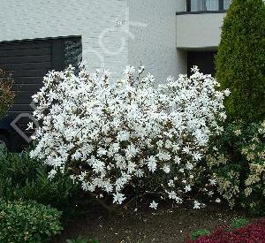 Magnolia stellata