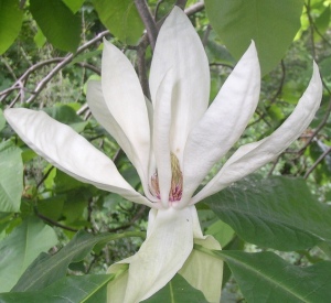 Magnolia tripetala