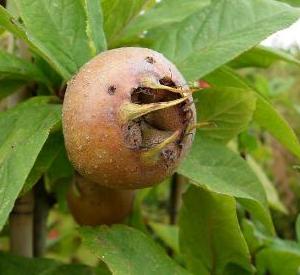 Mespilus germanica 'Royal'