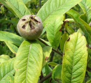 Mespilus germanica 'Westerveld'