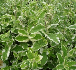 Mentha rotundifolia 'Variegata'