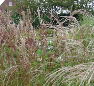 Miscanthus sinensis 'Ferner Osten'