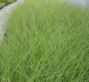 Miscanthus sinensis 'Gracillimus'