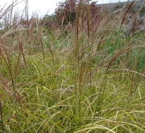 Miscanthus sinensis 'Kleine Silberspinne'