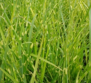 Miscanthus sinensis 'Strictus'