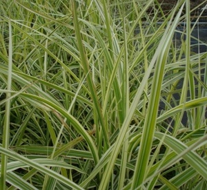 Miscanthus sinensis 'Variegatus'