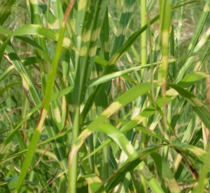 Miscanthus sinensis 'Zebrinus'