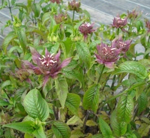 Monarda 'Beauty of Cobham'