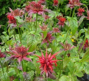 Monarda 'Cambridge Scarlet'