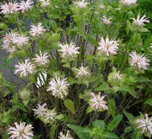 Monarda 'Fishes'