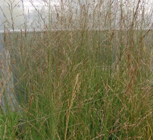 Molinia arundinacea 'Karl Foerster'